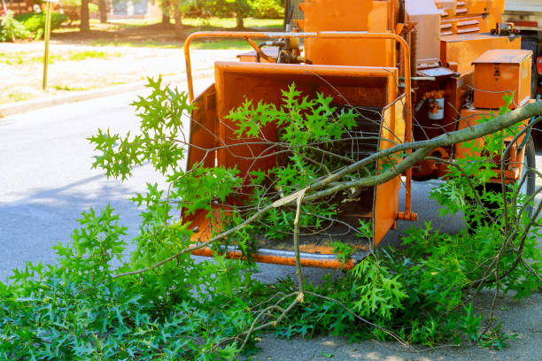 The Steps Involved in Our Tree Care Process in Dunbar, SC